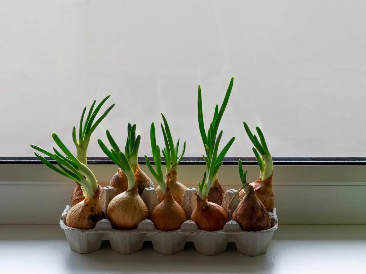 Bulbi ceapă - Foto: Freepik (Imagine cu rol ilustrativ)