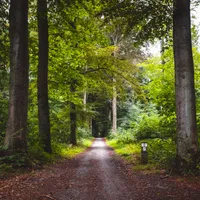 A fost amânat cu un an regulamentul împotriva defrişărilor din Europa. Este o lovitură dură foto: Freepik (fotografie cu caracter ilustrativ)