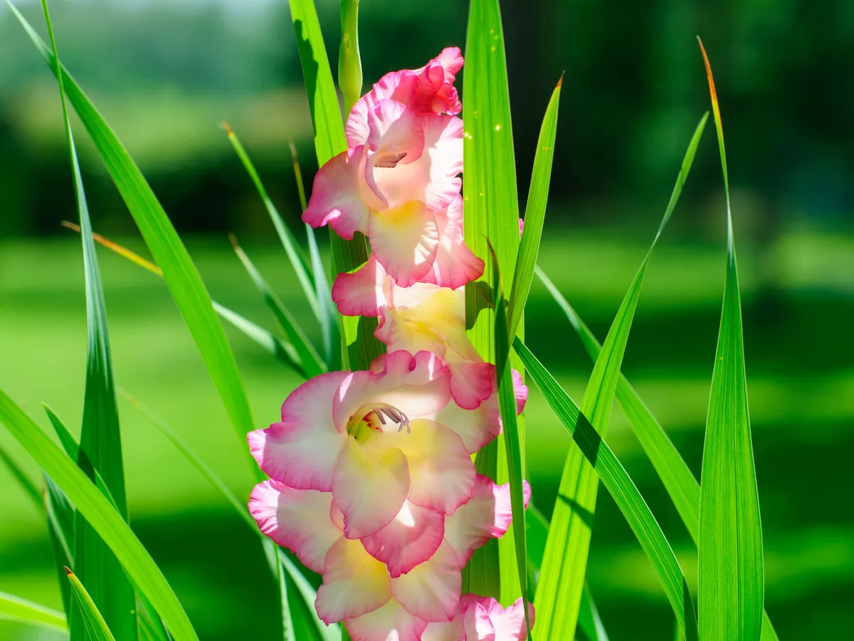 Gladiolă Foto: Pexels (imagine cu rol ilustrativ)
