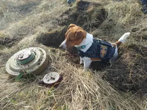 VIDEO Un câine, care a adulmecat sute de bombe și mine rusești, decorat de președintele Zelenski / Profimedia