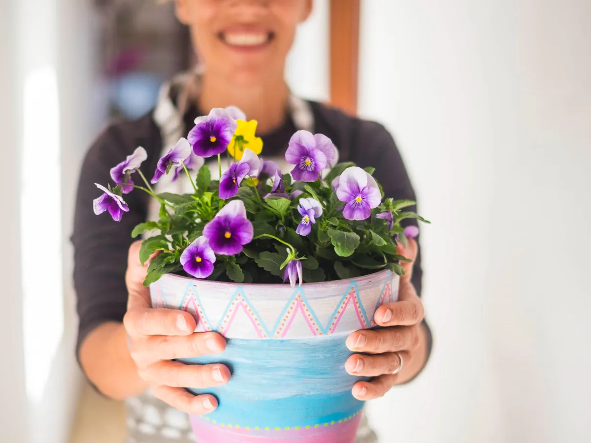 Cum să faci violetele de interior să înflorească constant. Secretele pe care grădinarii nu le dezvăluie