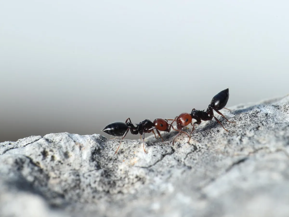Furnici - Foto: Freepik