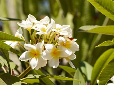 Floare de vanilie - Foto: Magnific/freepik