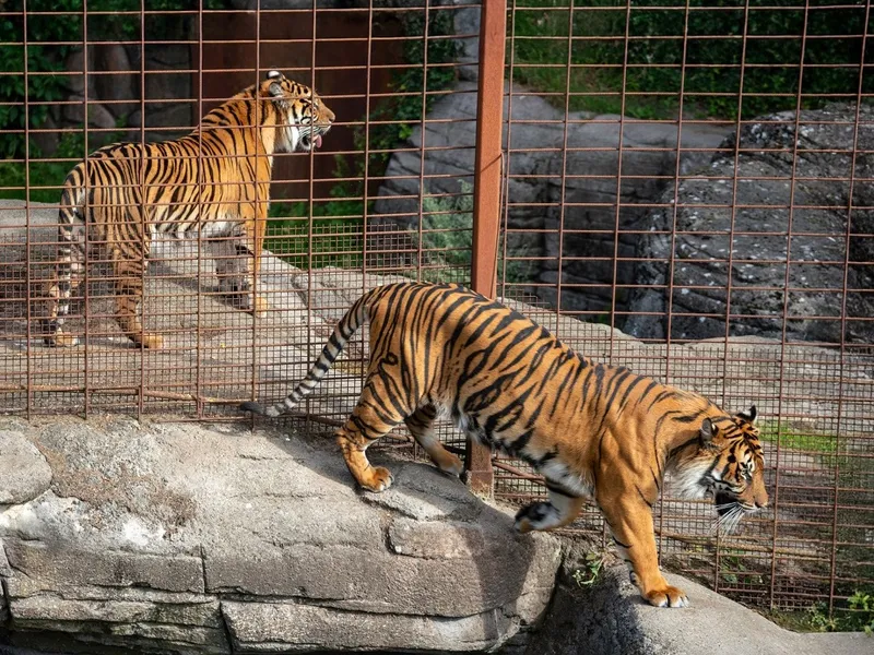 O grădină zoologică cere publicului animale de companie ca hrană pentru carnivore - Foto: Aalborg Zoo (cu rol ilustrativ)