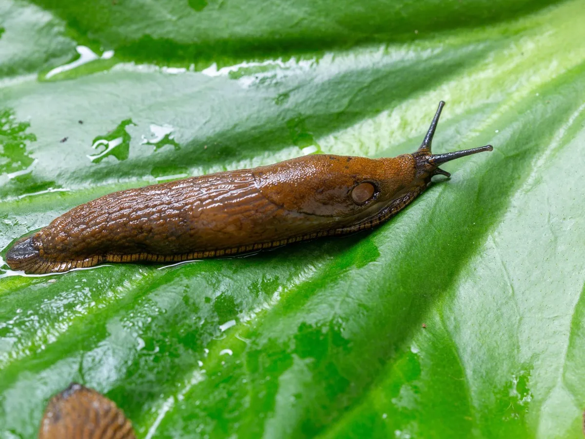Cum scapi de melcii și limacșii din grădină? Cele mai eficiente metode naturale pentru a-ți salva legumele