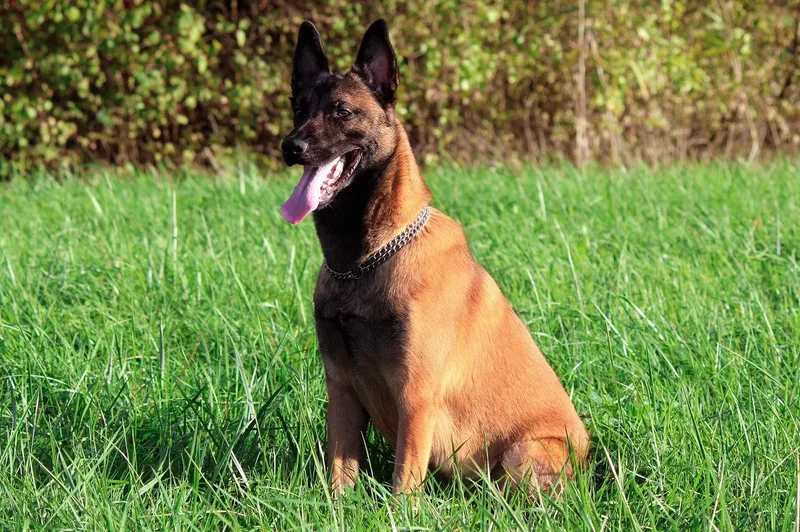 Ciobănesc belgian
