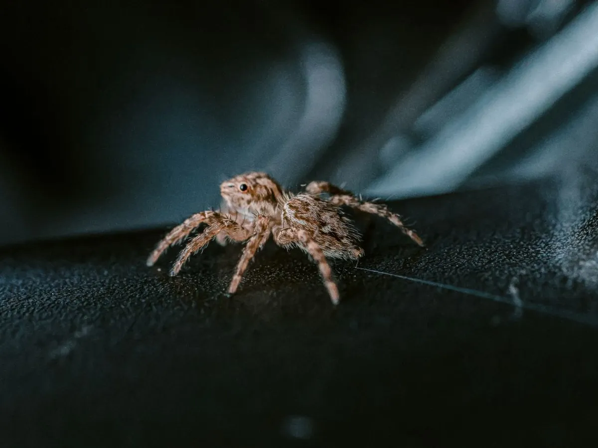 Păianjen - Foto: Pexels (Imagine cu rol ilustrativ)