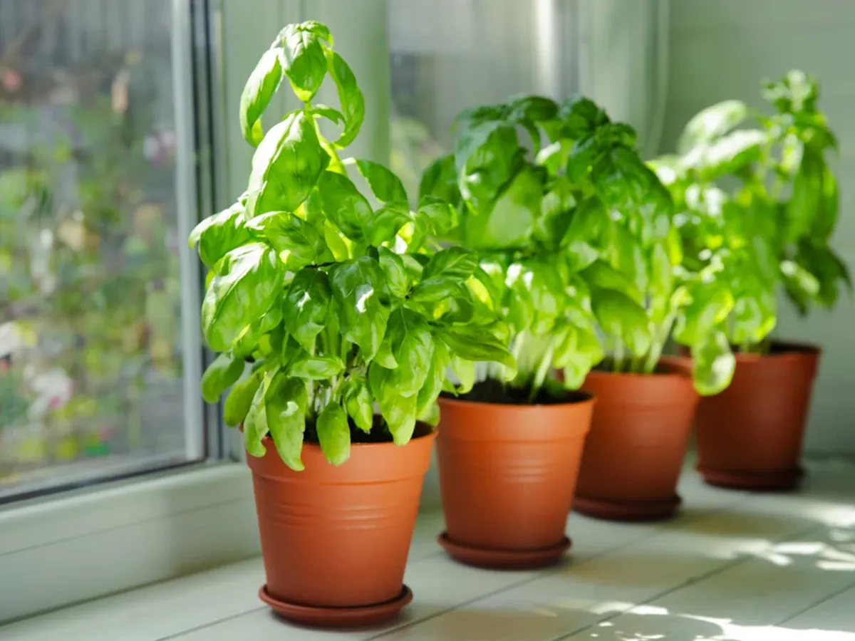 Nu plantați niciodată aceste plante lângă busuioc. Care sunt variantele cele mai bune pentru frunze mari?