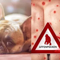 Câinii se pot infecta cu variola maimuței. OMS recomandă persoanelor infectate  vigilență maximă/FOTO: Profimedia