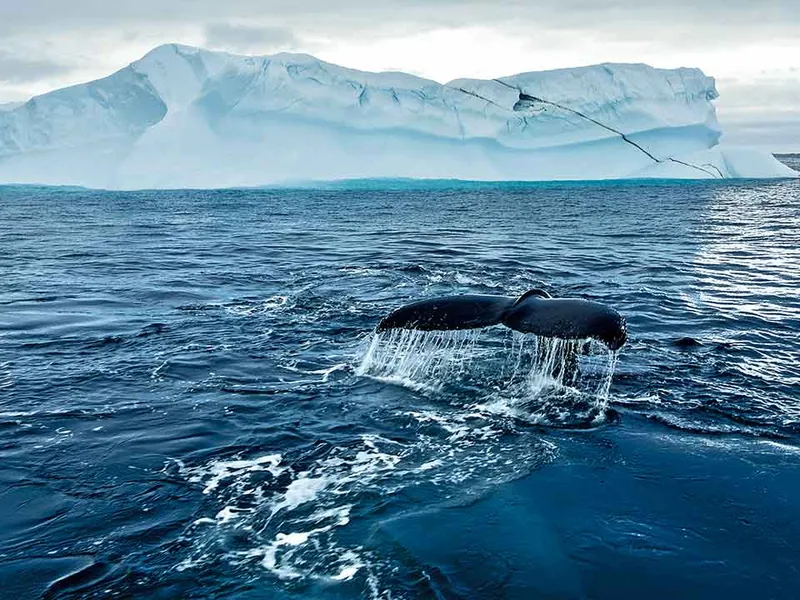 O balenă cu cocoașă își arată coada înainte de o scufundare profundă în Antarctica