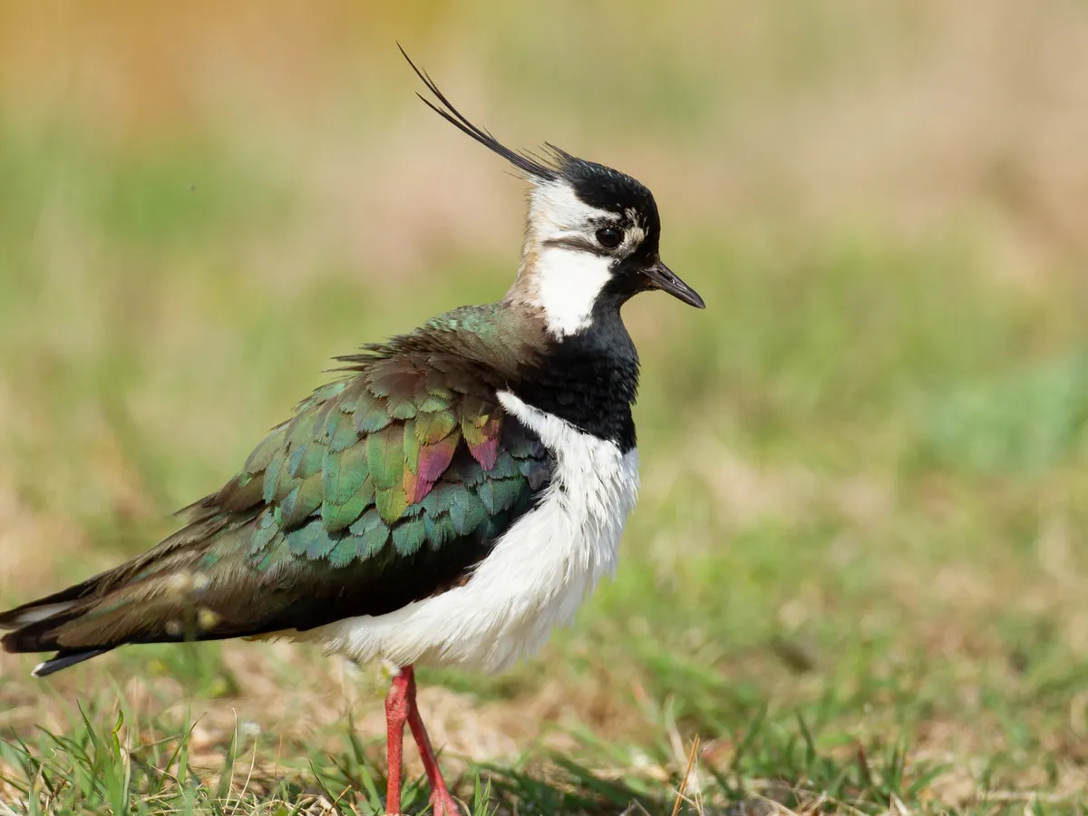 Păsările sălbatice suferă mutații rapide și colonizează orașele mari. Ce spun oamenii de știință?