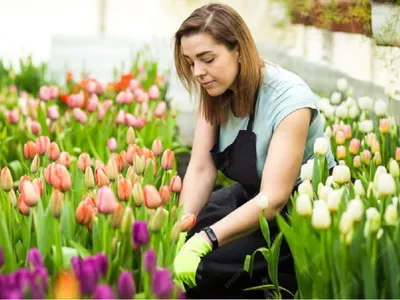 O femeie muncește într-o seră de lalele - Foto: Freepik (rol ilustrativ)