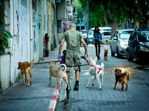 Caca de câine de pe străzi, identificat prin ADN. Proprietarii nu pot scăpa de amenzi, în Tel Aviv/FOTO: timesofisrael.com