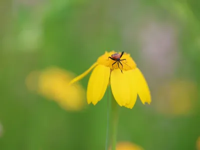 Insectă Foto: Foto: UmitUnal / Alamy / Profimedia / Profimedia