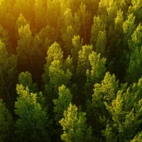 Pădure - Foto: Profimedia