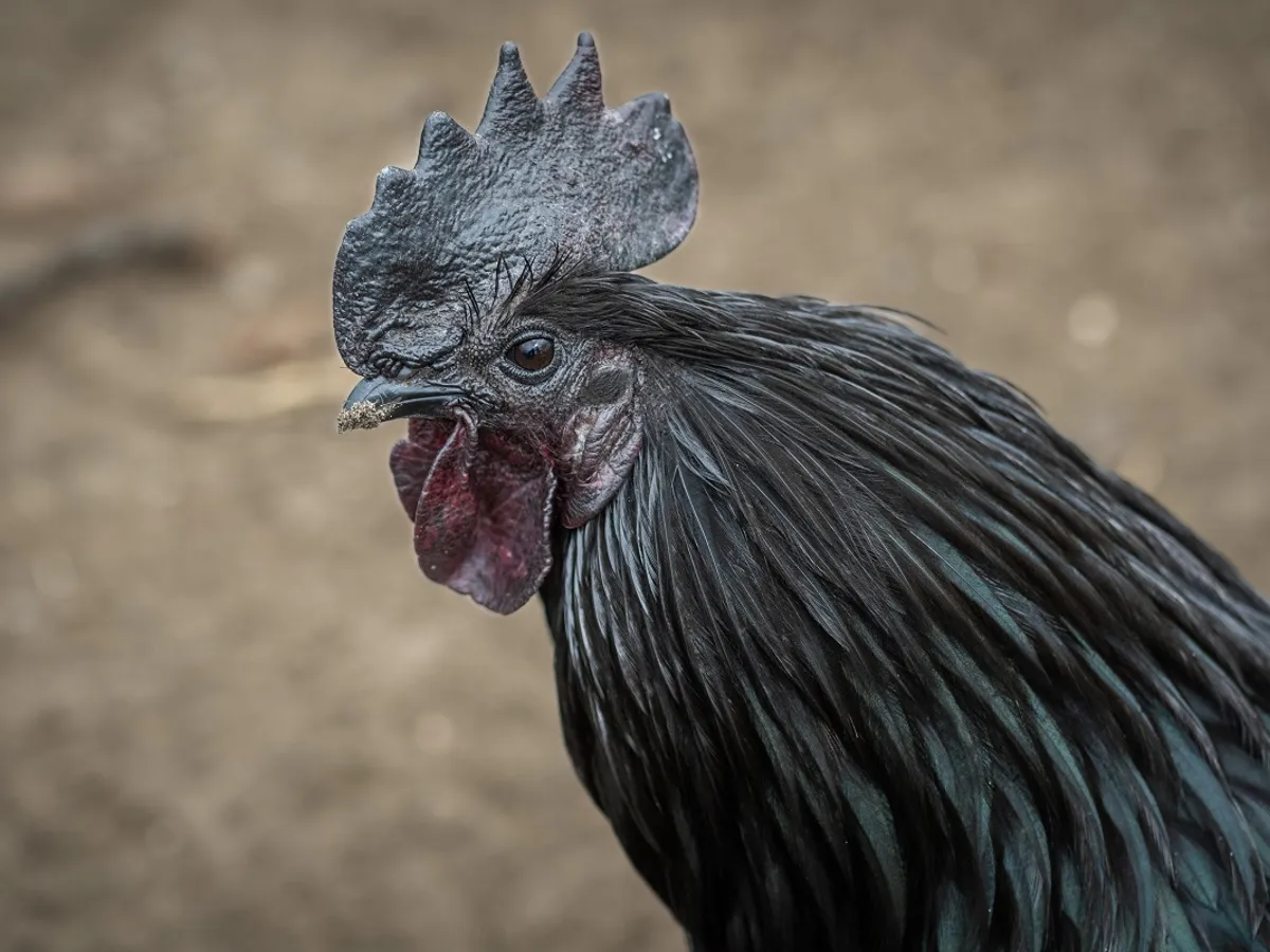 Cocoș din rasa Ayam Cemani - Foto: Pixabay (cu rol ilustrativ)