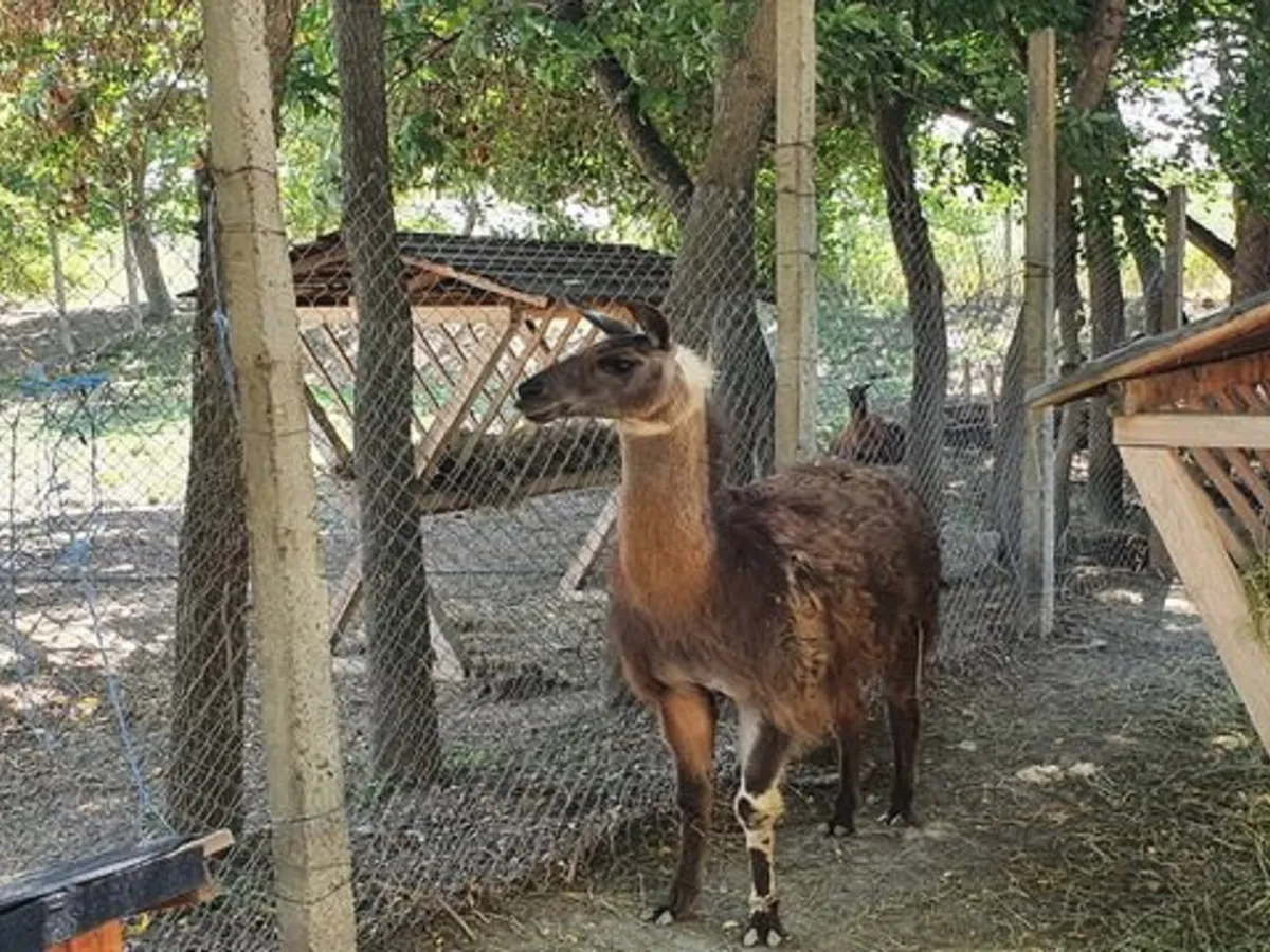 Un milionar din Bacău în proces cu familia Alexe. Are o cerere neașteptată