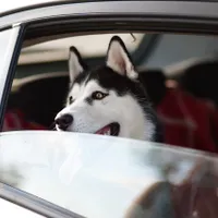 Apare primul taxi pentru animale de companie din România - Foto: Pixabay - cu rol ilustrativ