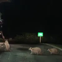 VIDEO VIRAL O familie de ratoni sunt serviți la drive-in. Mașinile nu s-au băgat în față