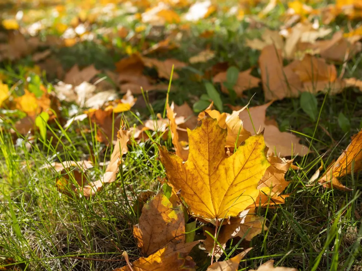 Frunze - Foto: Pexels (Imagine cu rol ilustrativ)