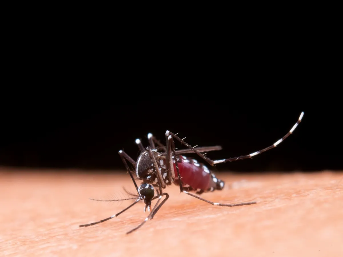 Țânțarul poate transmite West Nile - Foto: Freepik (rol ilustrativ)