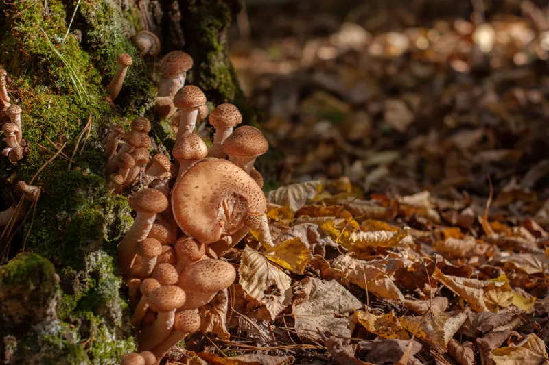 Ciuperci Foto: PExels (imagine cu rol ilustrativ)