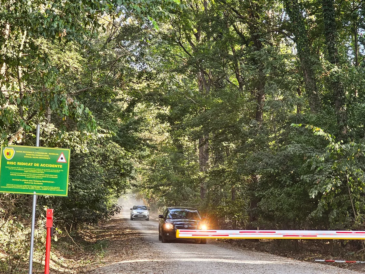 Drumul forestier din Pădurea Băneasa - Foto: Platforma Civică Împreună pentru Centura Verde