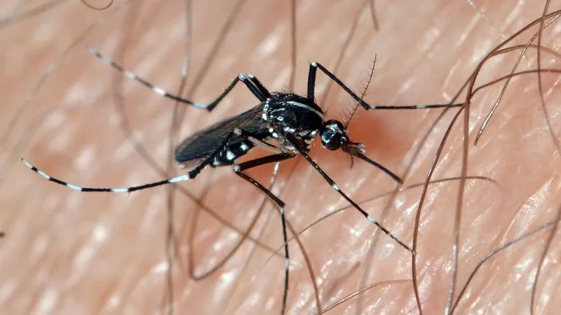 Vectorul febrei dengue ameninţă iar România, a fost văzut în mai multe judeţe din ţară - Foto: Flickr/Christophe Quintin