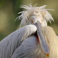 Pelican creț - Foto: Descoperă Delta Dunării