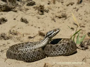 Apariţii frecvente ale viperelor de stepă în zona Perişor din Rezervaţia Biosferei Delta Dunării/FOTO: animale-salbatice.ro