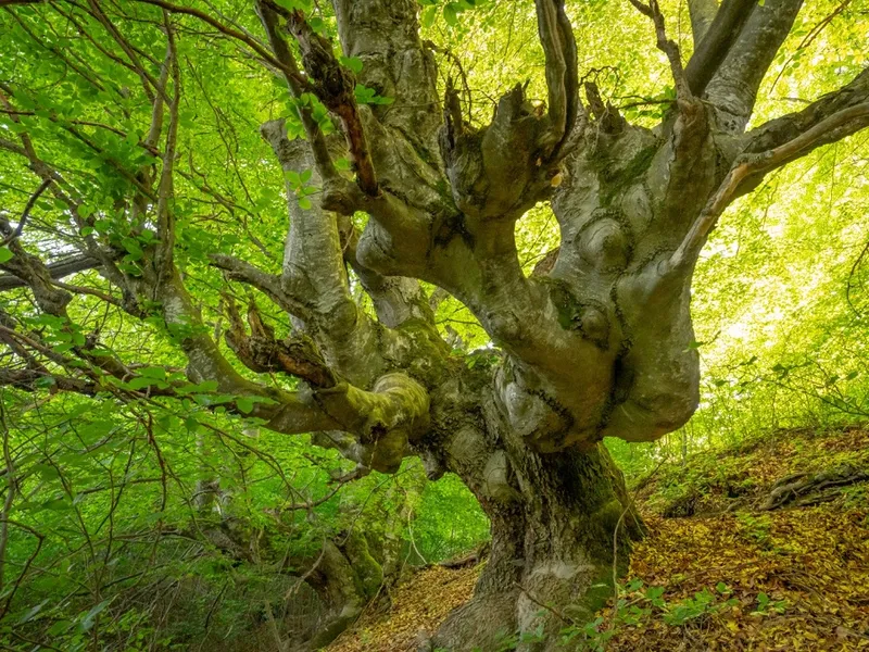 Fag din pădurea de la Nucșoara Foto: Fundația Conservation Carpathia