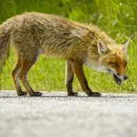Autoritățile au trimis în urmă cu puțin timp un RO-ALERT. Nou focar de rabie într-un județ din țară - Foto: Descopera,ro / imagine rol ilustrativ
