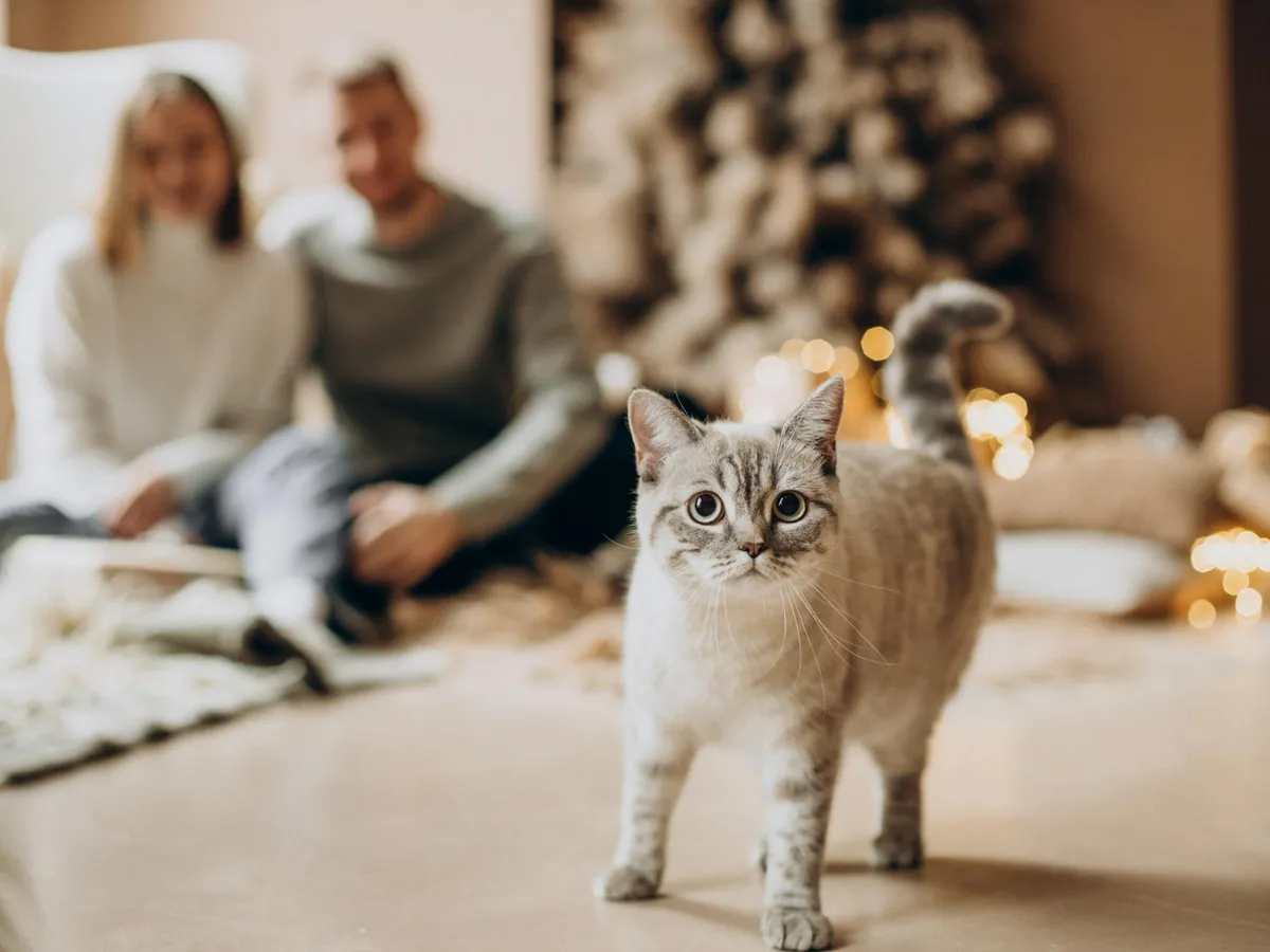 De ce sărbătorile sunt periculoase pentru câini și pisici. Vezi care sunt mesele corecte pentru blănoși