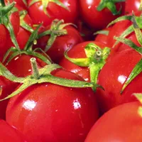 „pilula de tomate”/Foto: depositphoto