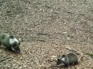 O familie de urși cu guler alb a fost filmată într-un Parc Național din România. Exemplare rare Foto: captură vide facebook/ Parc National Grădiștea Muncelului