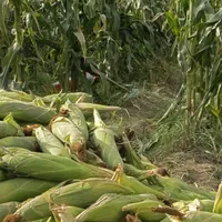 900.000 de tone mai puţin. Producţia de porumb din România se prăbuşeşte - Foto: Flickr/IFPRI
