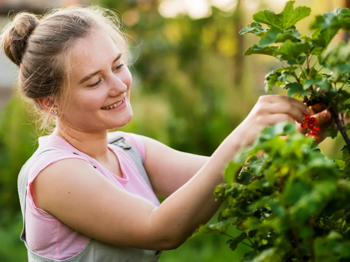 Cum să hrănim corect agrișele și coacăzele în luna iunie. Trebuie să vă asigurați că mugurii nu cad
