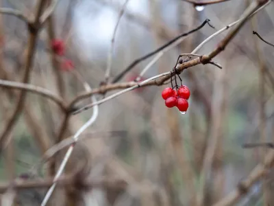 Pomi în primăvară - Foto: Freepik