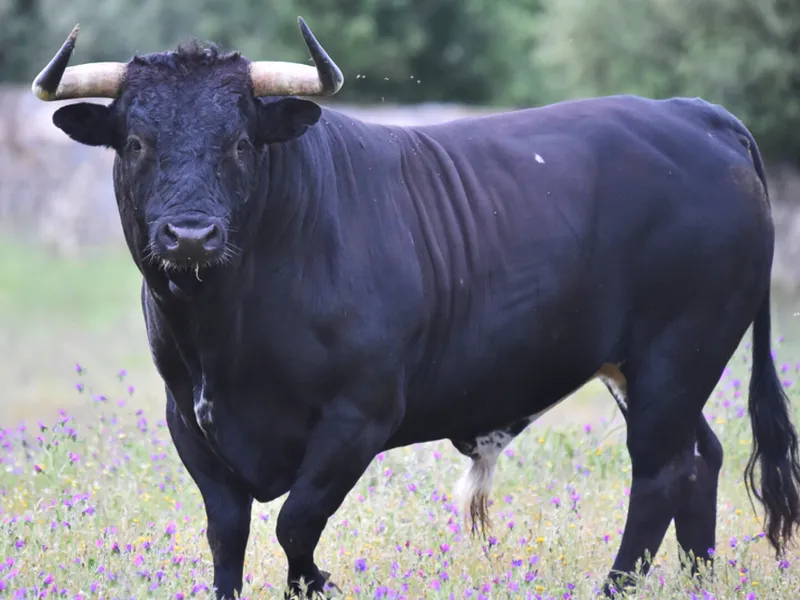 Un român a murit după ce a fost atacat de taur. Bărbatul era în timpul programului de muncă - Foto: Arhiva