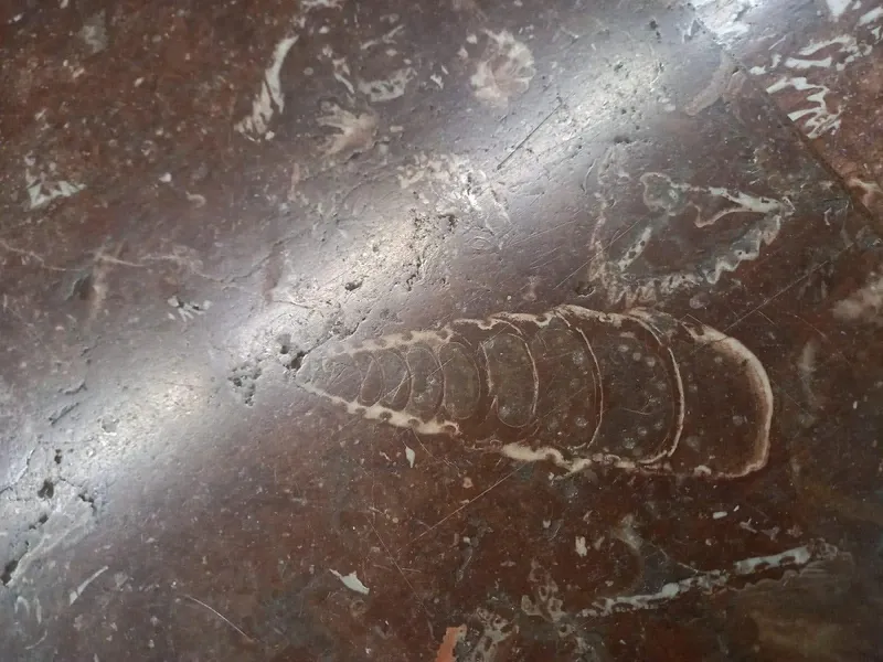Fosile metrou