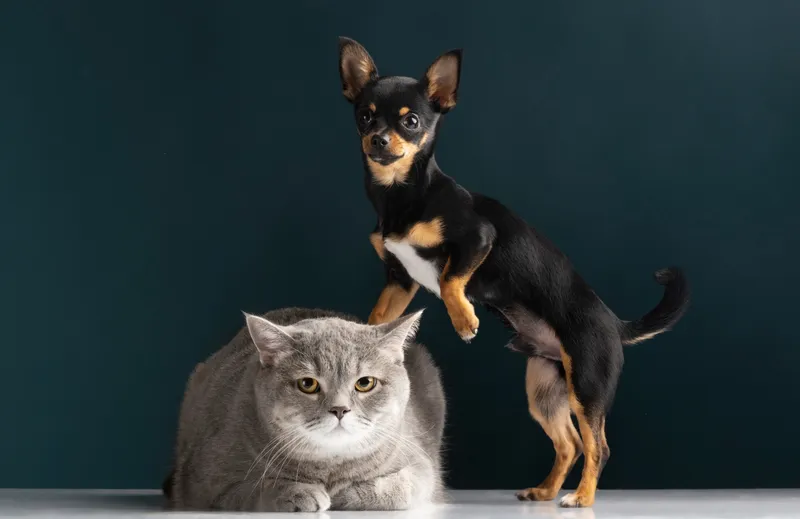 C&acirc;ine și pisică - Foto: Magnific.com (Imagine cu rol ilustrativ)