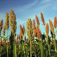 Care este planta care ar putea salva culturile agricole din România de la secetă. Folosită ca nutreț Foto: Botoanistii.ro