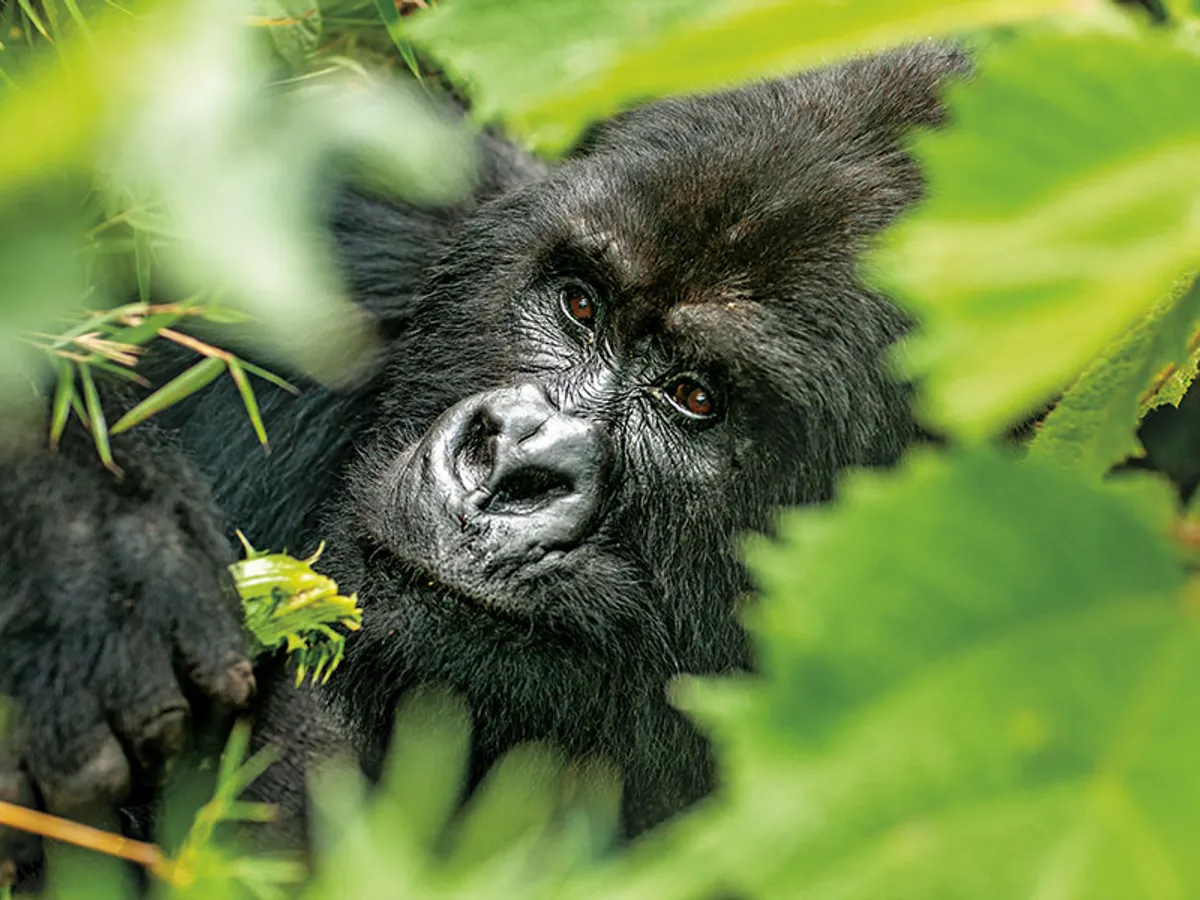 Trekking printre gorile și cimpanzei - Rwanda