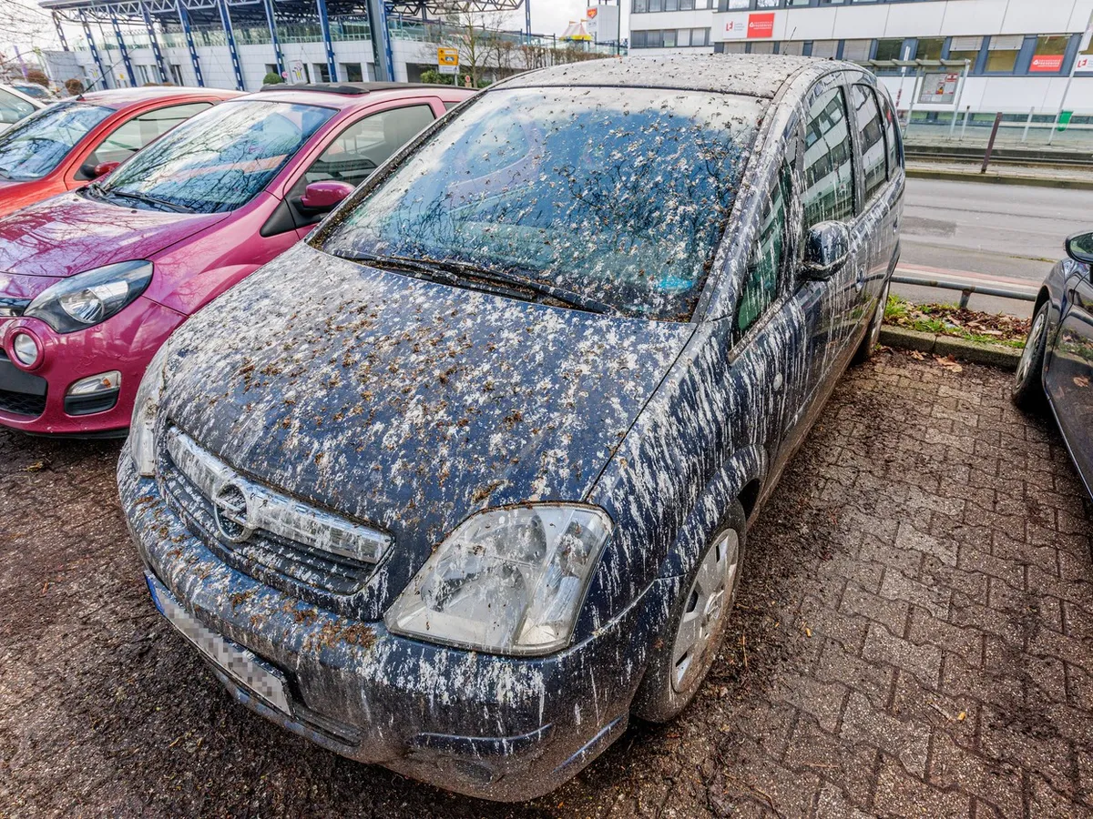 Excrementele de păsări sunt extrem de dăunătoare pentru vopseaua mașinii - Foto: Prfimedia Images (Imagine cu rol ilustrativ)