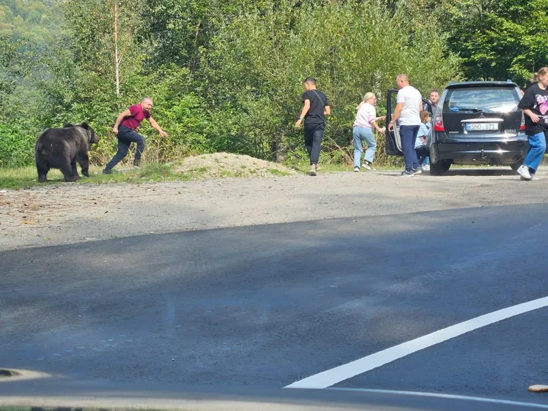 Inconștienți! Turiști la un pas să fie atacați de urs pe Transfăgărășan. Au vrut să îi ofere mâncare - Foto: Observator