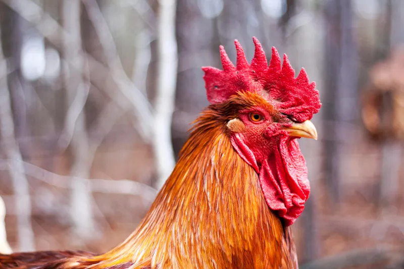 Cocoș - Foto: Freepik (Imagine cu rol ilustrativ)