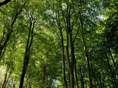 Pădure - Foto: Profimedia