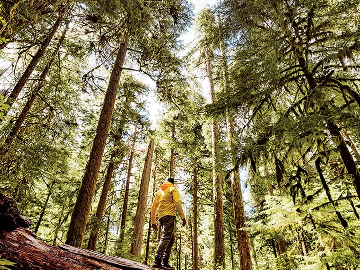 Pădurea tropicală Hoh - Peninsula Olimpică, Washington