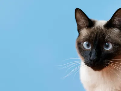 Fundația Mondială a Animalelor a întocmit o analiză a șase rase de pisici cu cei mai frumoși ochi - Foto: Freepik (Imagine cu rol ilustrativ)