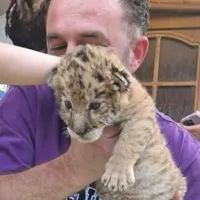 Un ligru s-a născut la Grădina Zoo din Suceava. Există doar câteva exemplare în toată lumea Foto: Monitorul de Suceava